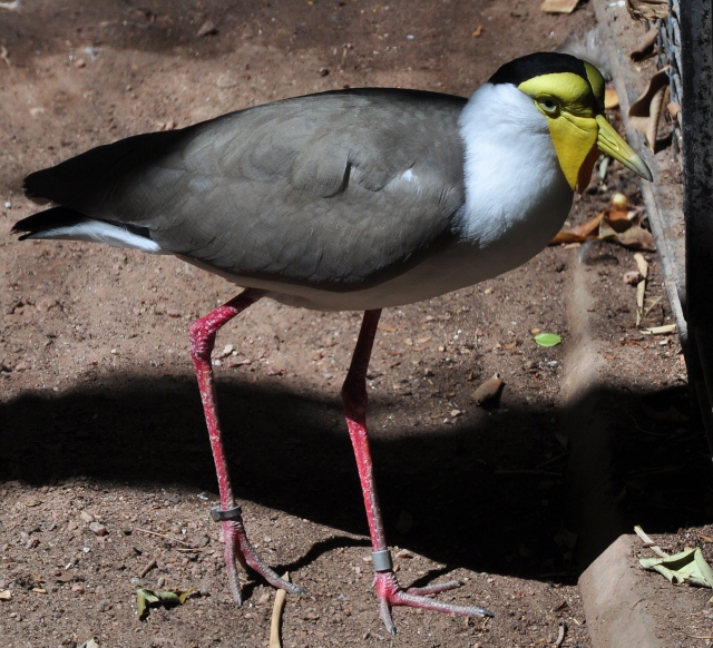masked lapwing